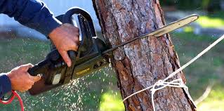 Best Tree Maintenance Programs  in Solvay, NY