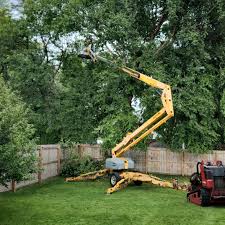 Best Tree Disease Treatment  in Solvay, NY