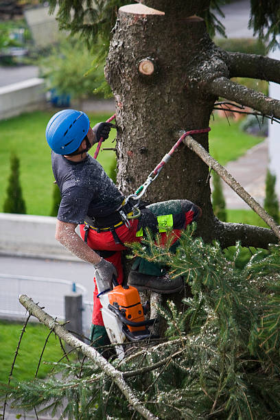 Best Firewood Processing and Delivery  in Solvay, NY